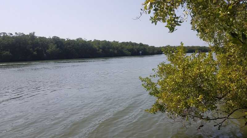 Pine Island