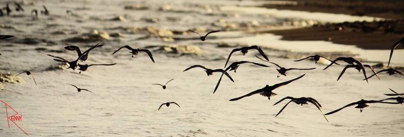 Birding's Migratory Spectacle