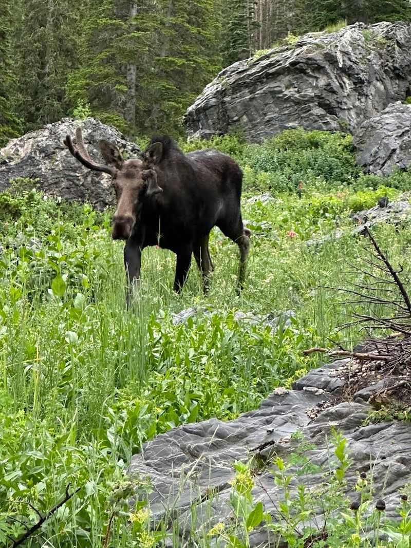 Wildlife You Might Actually See: Salamanders, Moose, and More