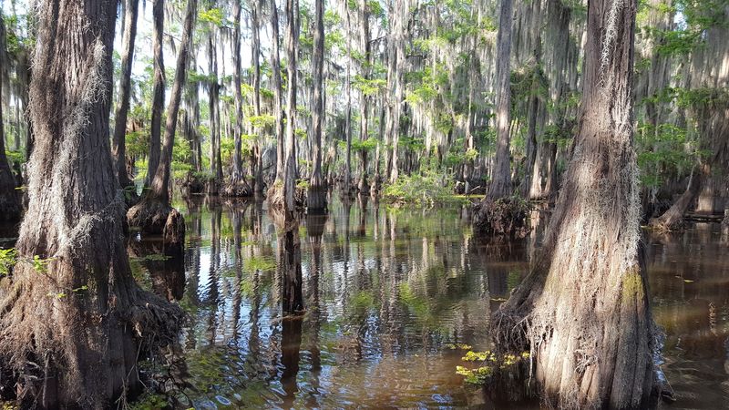 Lake Bistineau