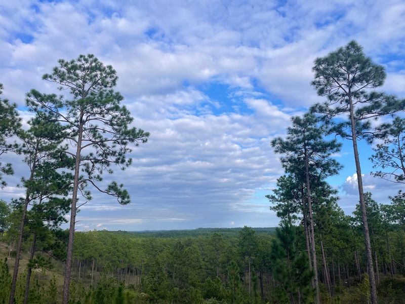 Kisatchie National Forest
