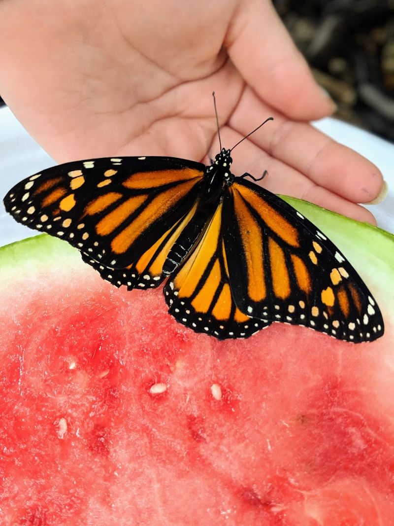 Butterflies, Bees, And Vegetables Become Garden Characters