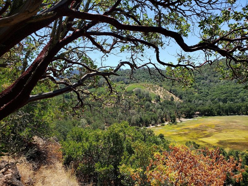 Elk Country Gives Evening A Wilder Soundtrack