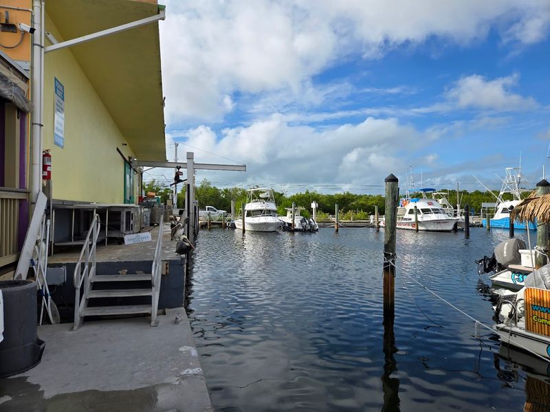 Key Largo Fisheries Backyard Cafe