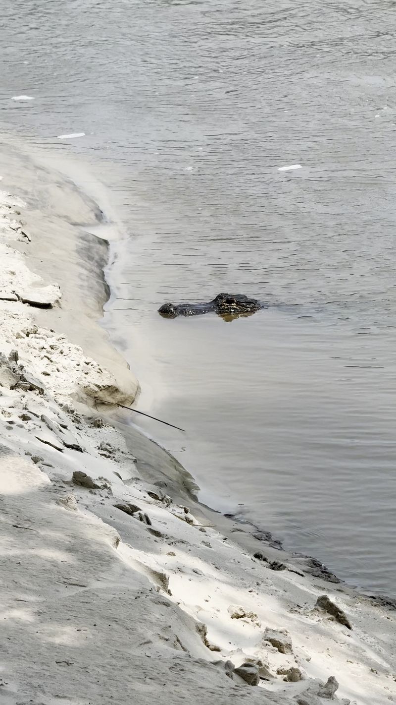 Low Tide Gives Patient Walkers More Shoreline To Explore
