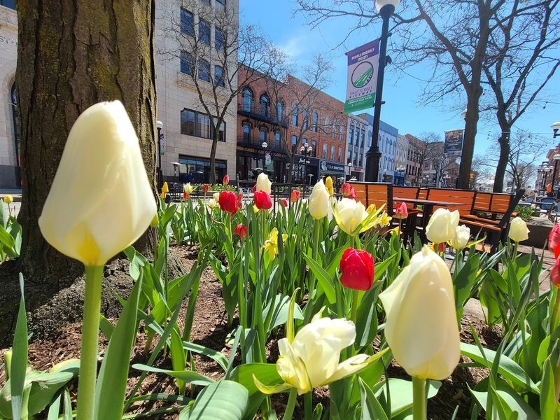 Ann Arbor