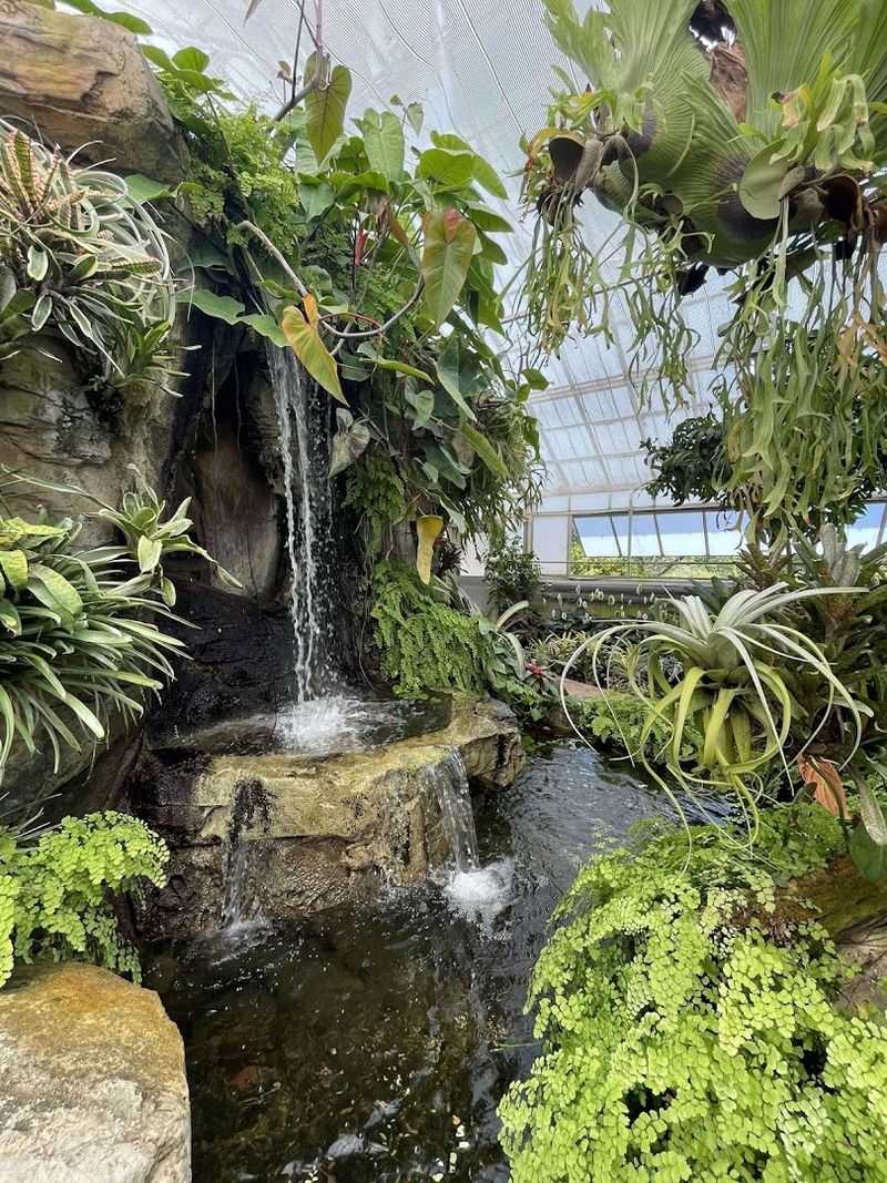 Conservatory Highlights And Living Fossils