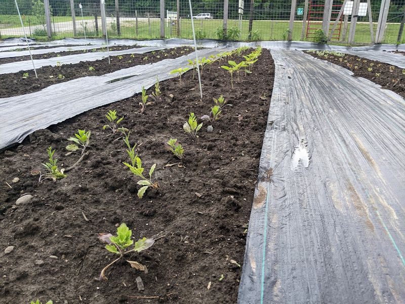 See How Nearly 1,000 Seed Varieties Return To The Soil
