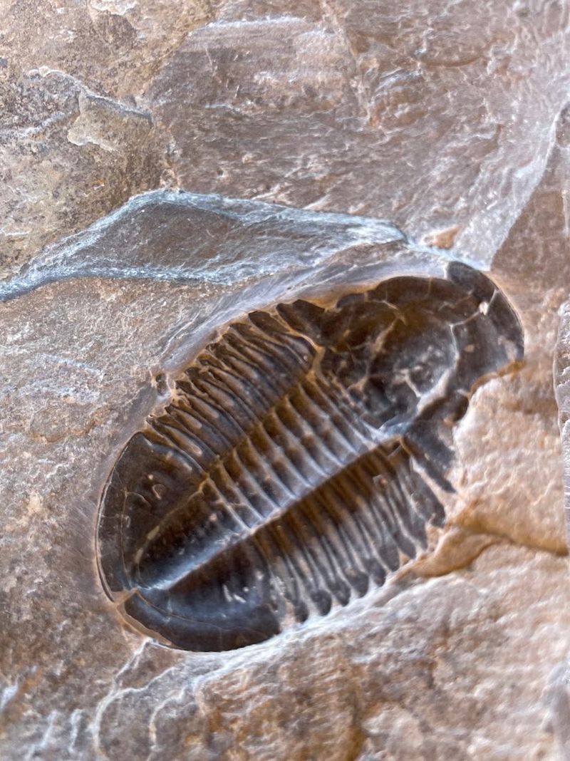Dig For Trilobites At U-Dig Fossils