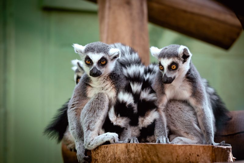 Lemur Encounters That Are Surprisingly Personal