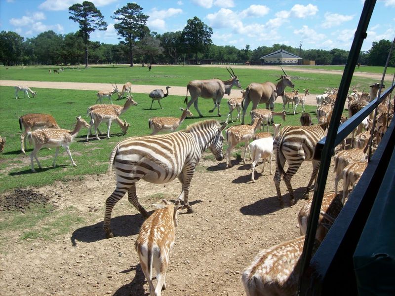 Variety Of Hoofed Friends