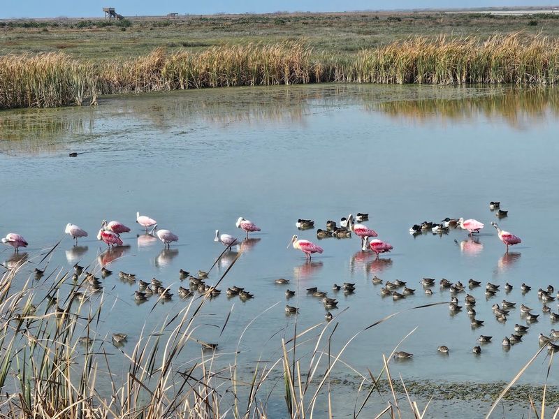 Birding Reveals The Island’s Wilder Side