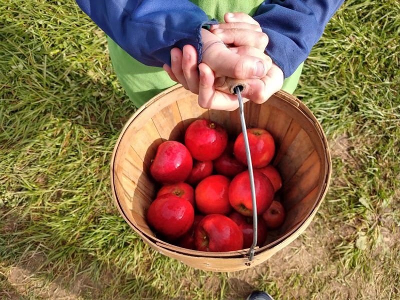 Apple Season And The Fall Atmosphere