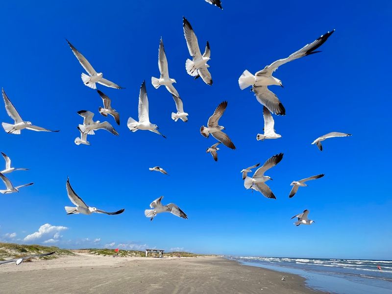 Mustang Island Gives You Eighteen Miles To Roam