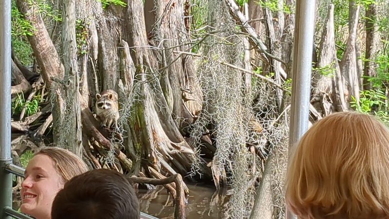 Wildlife Rhythm And Sightings