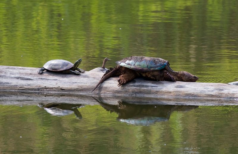 Wildlife Beyond the Birds