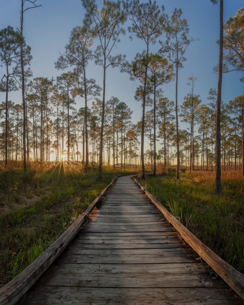 Boy Scout Road Boardwalk Trail