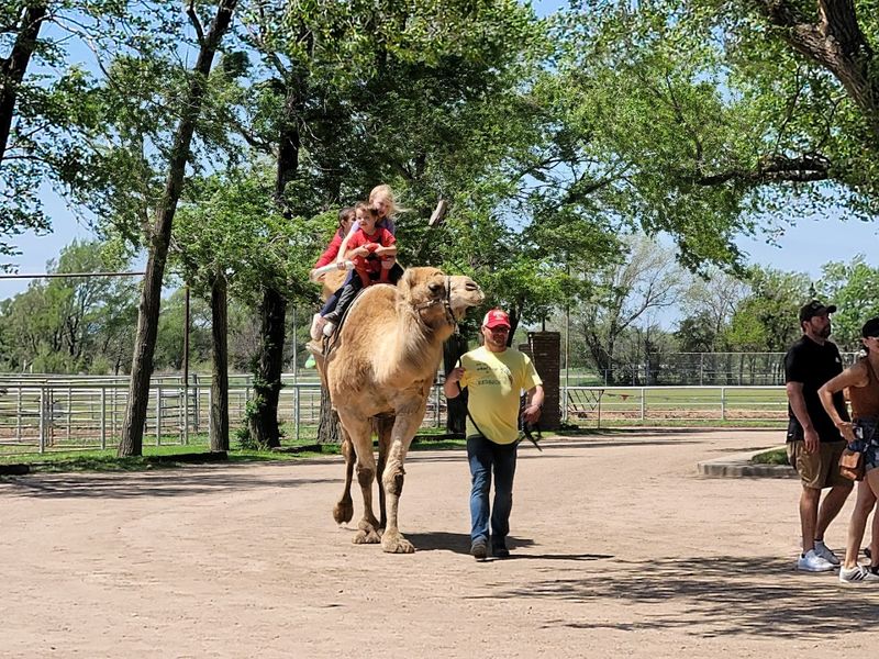 Camel Rides Are Actually Available to Guests