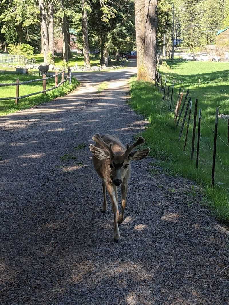 Wildlife That Comes As A Welcome Surprise