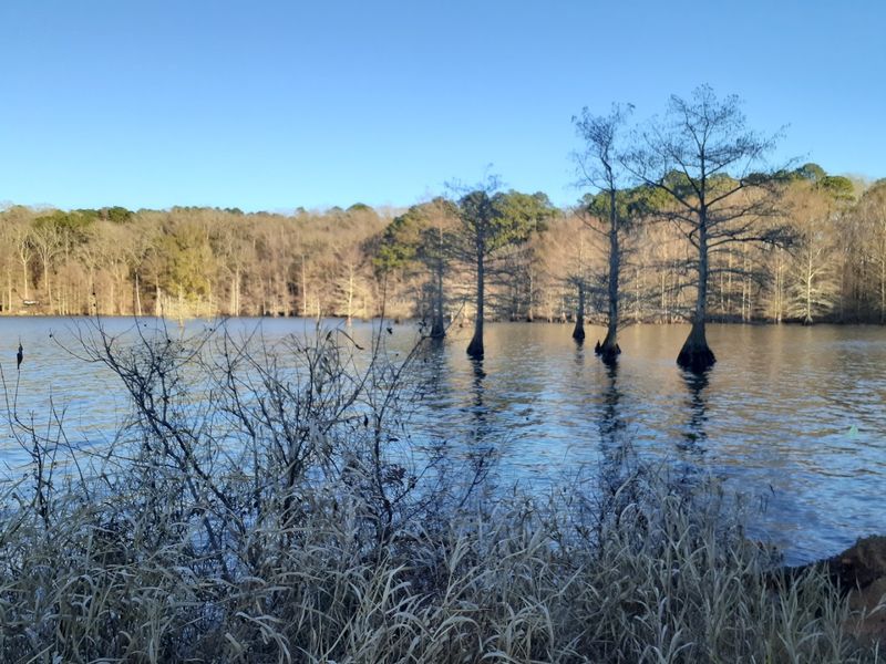 Lake D'Arbonne