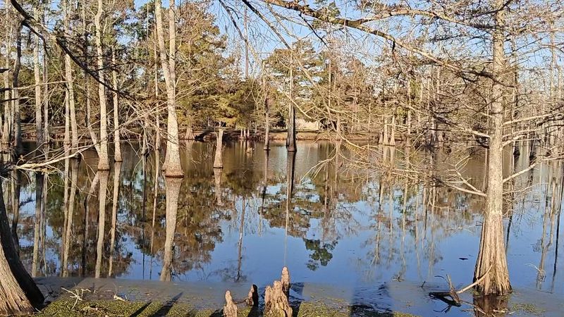 Sam Houston Jones State Park Trails