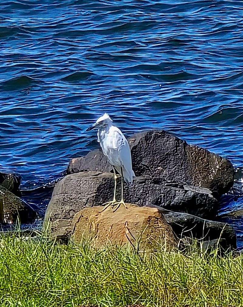 Marsh Restoration Glimpses