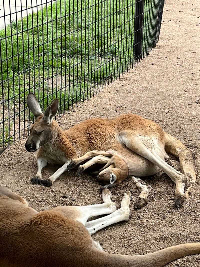 The Kangaroo Area Where You Walk Among The Animals