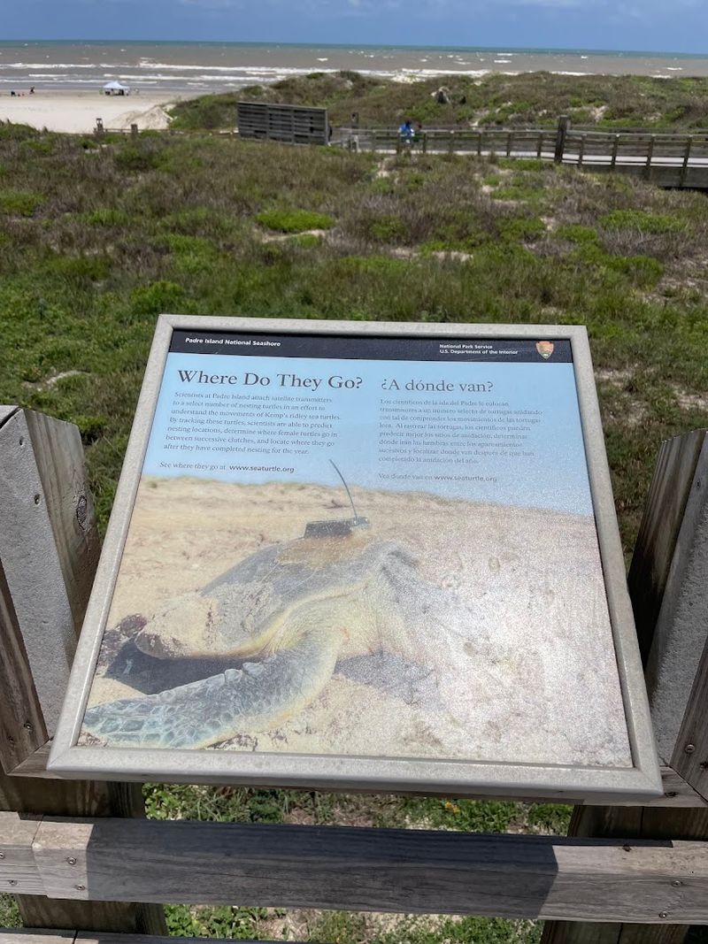 Sea Turtles That Actually Need Your Help