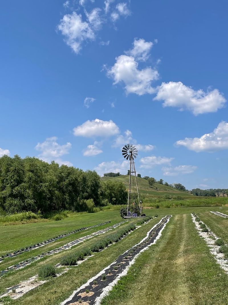 Loess Hills Lavender Farm, Missouri Valley