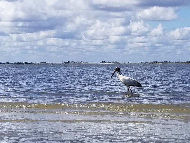 The Wildlife Platform Opens A Wider Coastal View