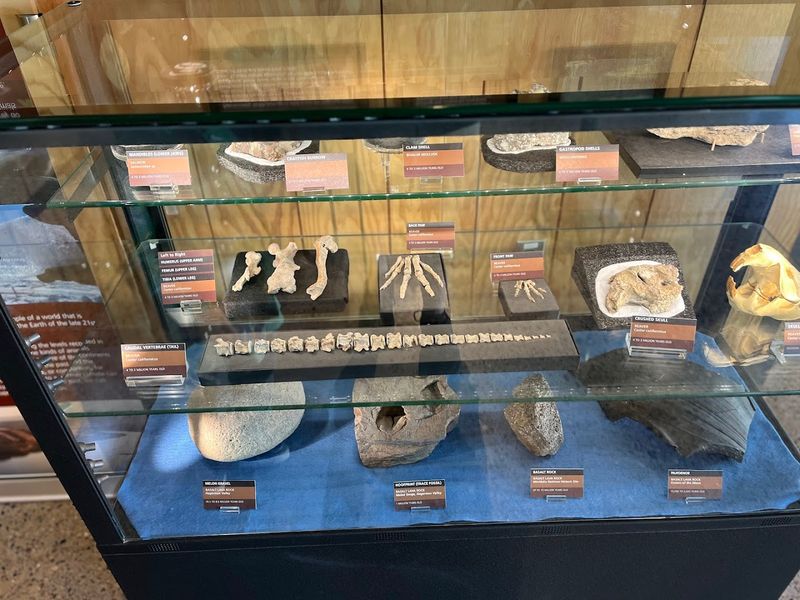 Fossil Exhibits Bring The Pliocene To Life