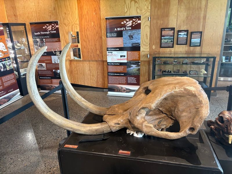 Mastodons And Saber-Toothed Cats Once Roamed Here