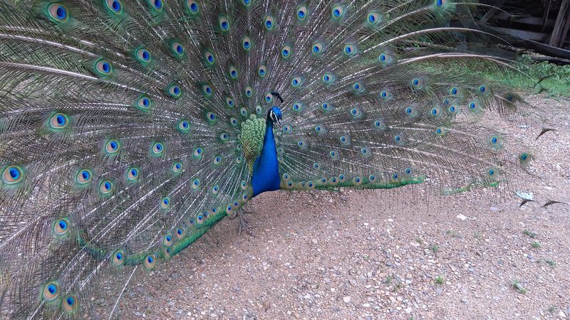 Peacocks, Roosters, And Wild Animals On The Property