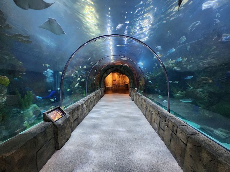 Explore The Tunnel And Reefs