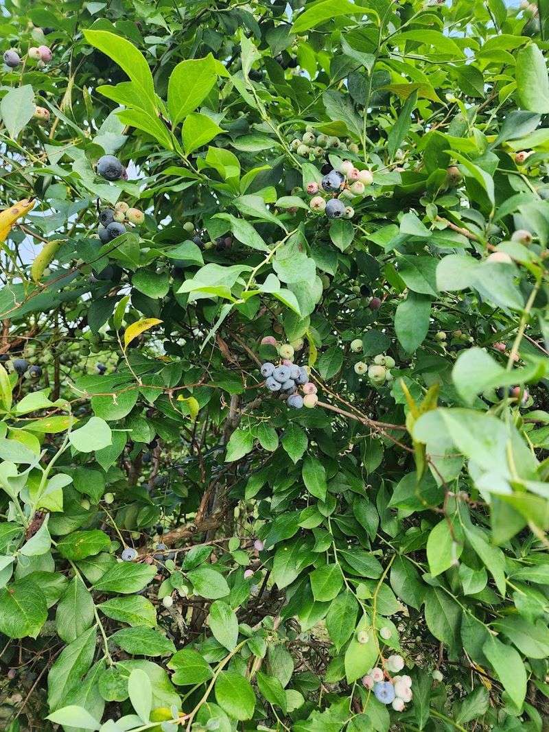 A Taste Of The Southern Summer