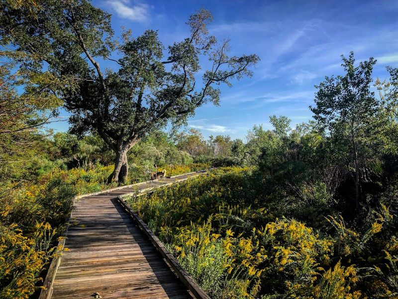 Chef Menteur Highway Turns Into A Marsh Portal