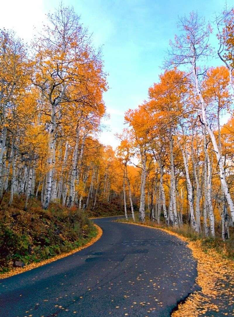 Fall Foliage On The Alpine Loop: A Color Show With Reliable Timing