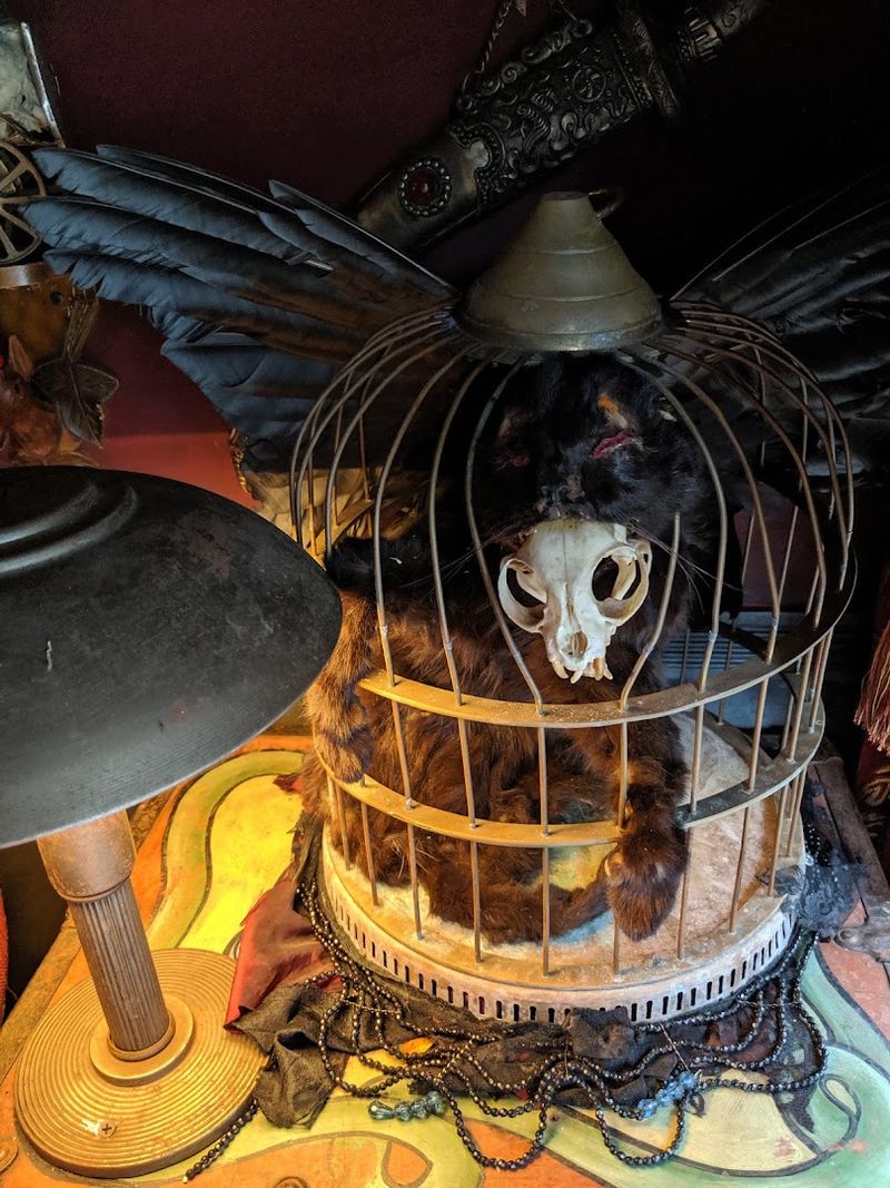 Vintage Taxidermy Gives The Rooms A Peculiar Population