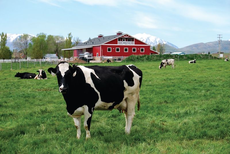 Heber Valley Artisan Cheese Dairy Farm Tour