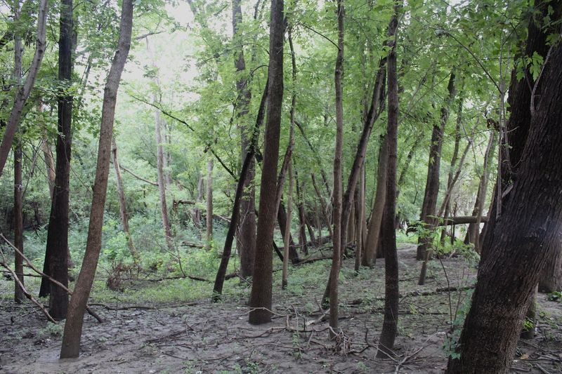 Griggsville Landing
