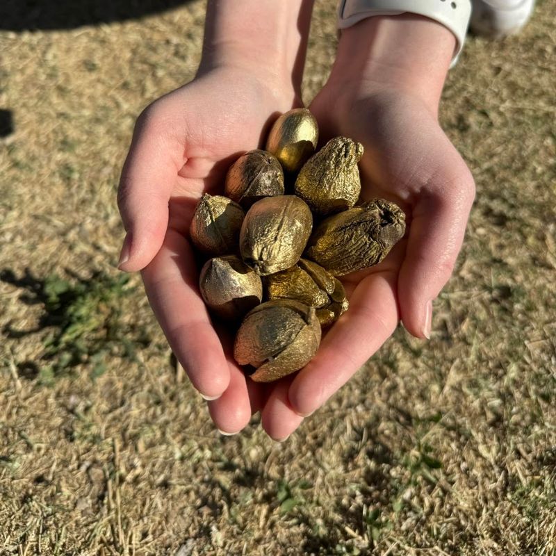 Las Cruces Pecan Festival