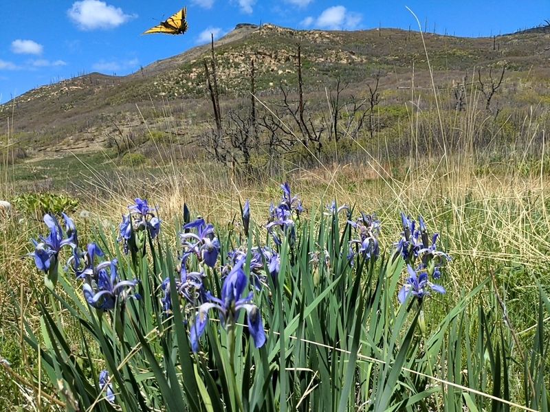 Meadows That Open Beneath Wide Mountain Skies
