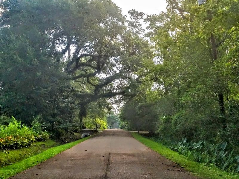 The Giant Oaks' Quiet Presence