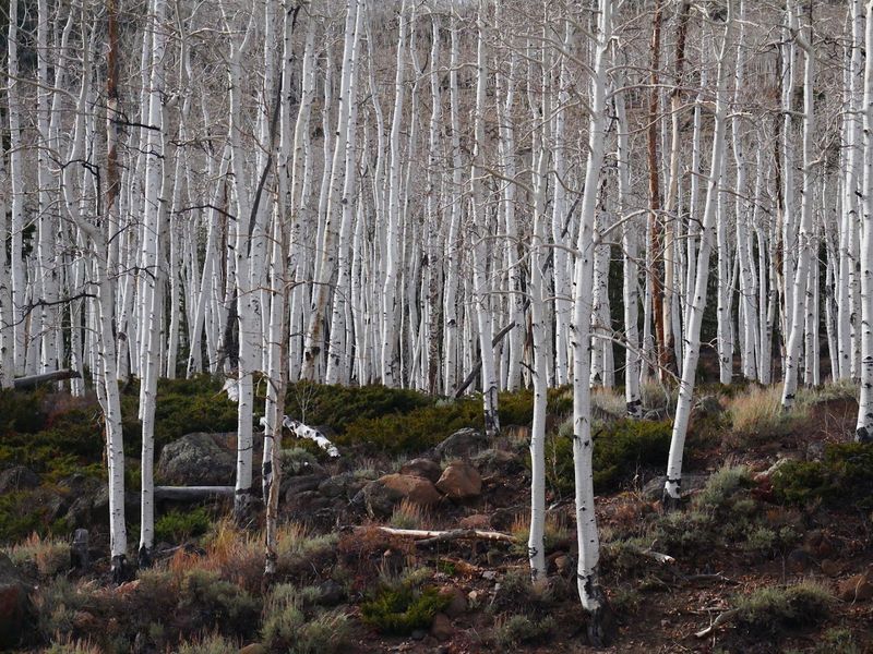 What Pando Actually Is And Why It Will Rearrange Your Brain