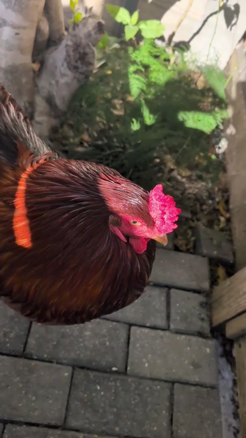Watch For The Rooster