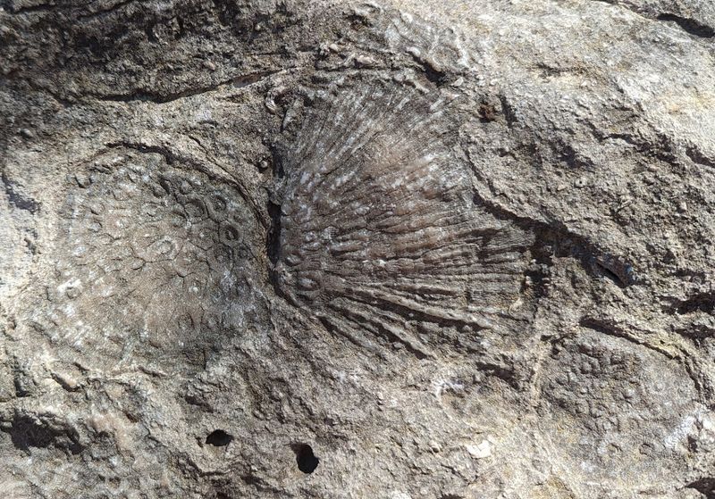 Devonian Fossil Gorge, Iowa City