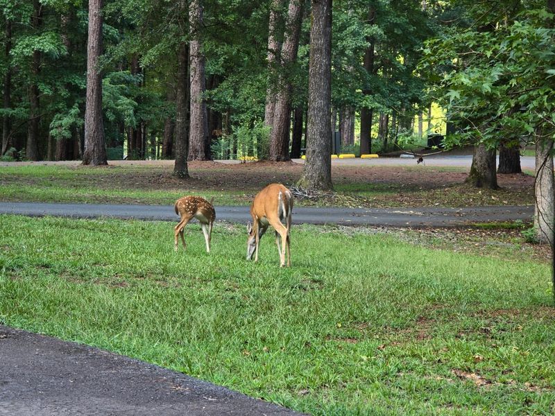 Wildlife And Birding