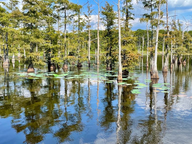 Black Bayou Lake