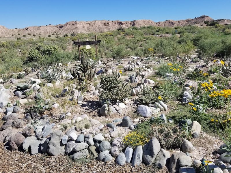 Reptiles Reveal A Fascinating Side Of The Southwest