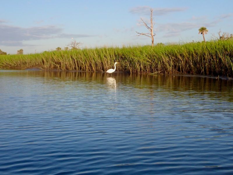 Seasonal Closures Protect Birds That Need The Shore